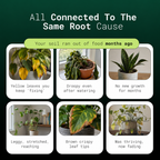 BloomCare